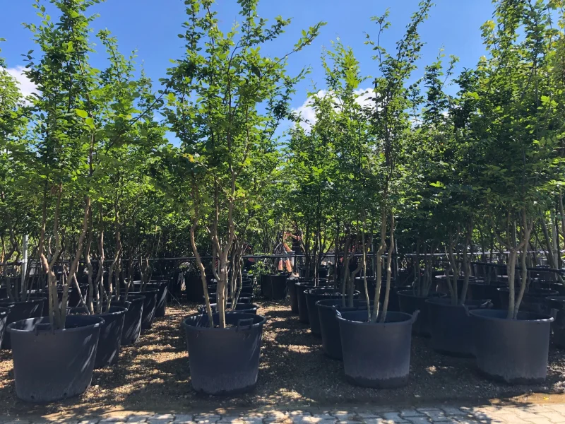 Carpinus betulus 'Rockhampton Red' Meerstammige boom (Haagbeuk)