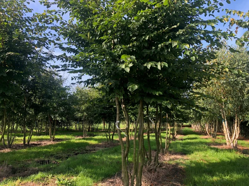 Carpinus betulus 'Rockhampton Red' Meerstammige boom (Haagbeuk)-5