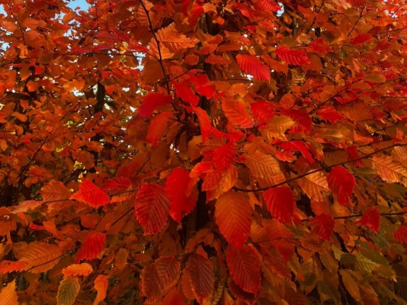 Carpinus betulus 'Rockhampton Red' Meerstammige boom (Haagbeuk)-8