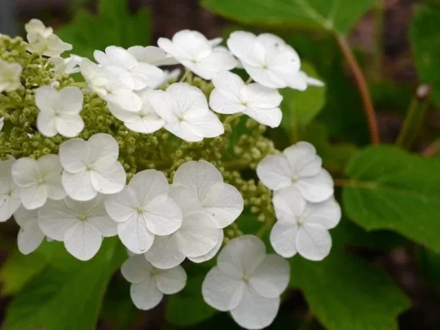 Hydrangea quercifolia (Eikenbladhortensia)