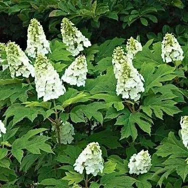 Hydrangea quercifolia (Eikenbladhortensia)