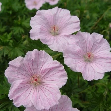 Geranium 'Stratium'