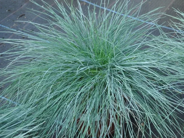 Festuca Glauca (Blau-Schwingel)