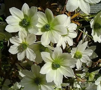 Clematis Early Sensation (Clematis)