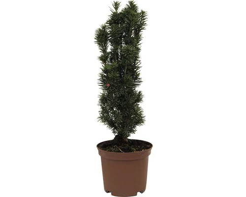 Taxus Baccata Fastigiata (Zuiltaxus)-1