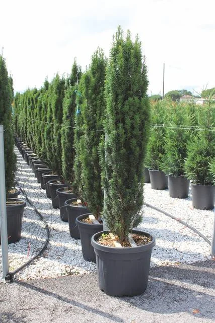 Taxus Baccata Fastigiata (Zuiltaxus)-2