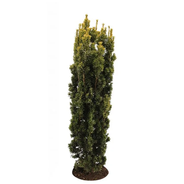 Taxus Baccata Fastigiata Aurea (Zuiltaxus)