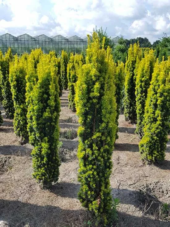 Taxus Baccata Fastigiata Aurea (Zuiltaxus)-2