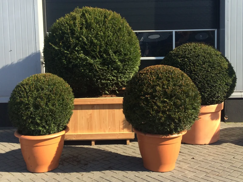 Taxus Baccata Bol-1