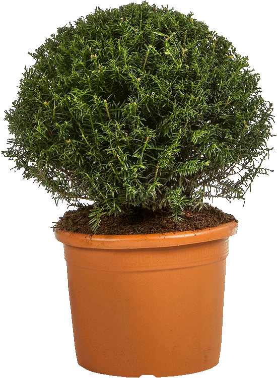 Taxus Baccata Bol