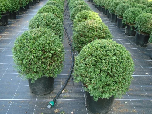 Taxus Baccata Bol-3