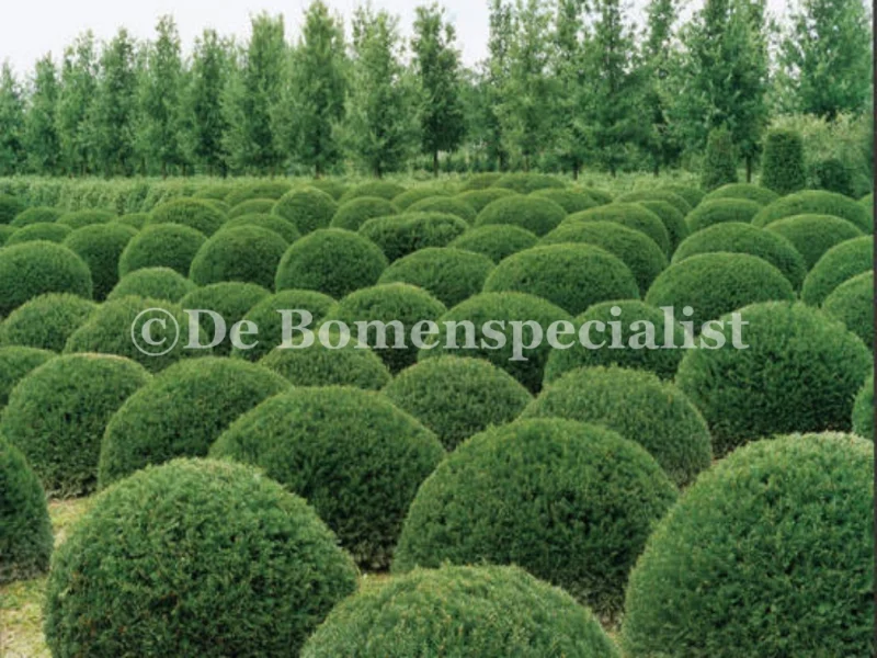 Taxus Baccata Bol-4