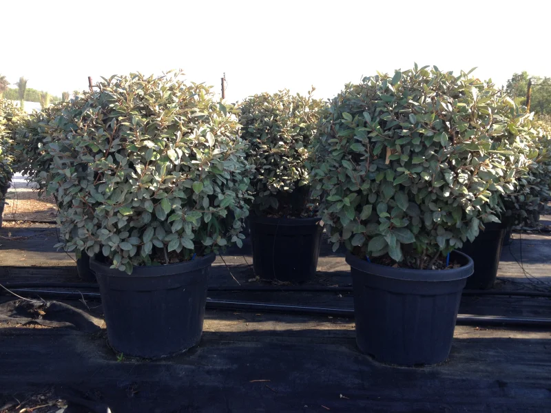 Elaeagnus Ebbingei Bol (Olijfwilg)