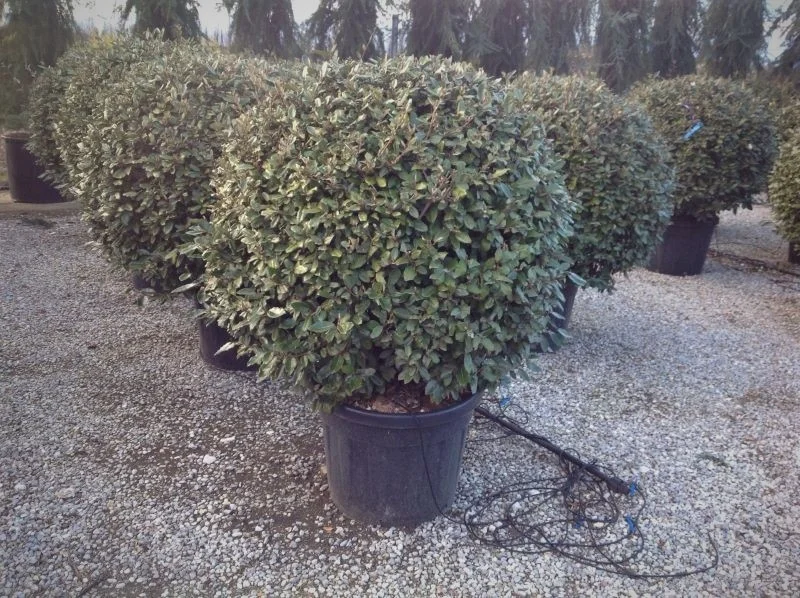 Elaeagnus Ebbingei Bol (Olijfwilg)-3