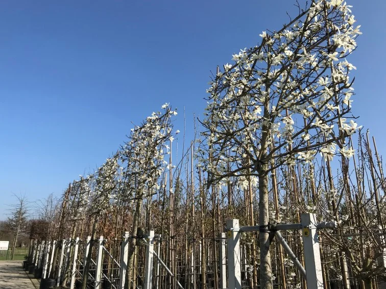 Magnolia Kobus Leiboom (Leimagnolia)-1