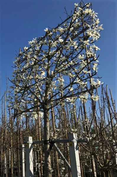 Magnolia Kobus Leiboom (Leimagnolia)