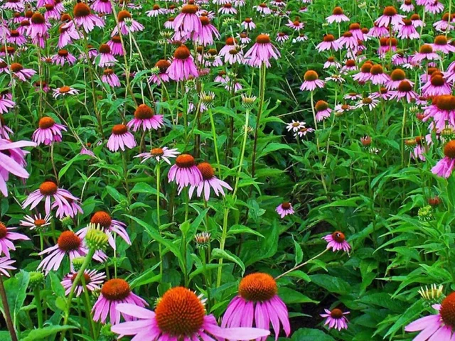 Echinacea Purpurea (zonnehoed) Echinacea Purpurea (zonnehoed)