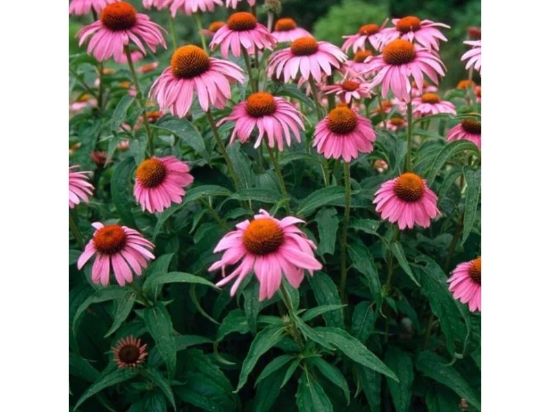 Echinacea Purpurea (zonnehoed)