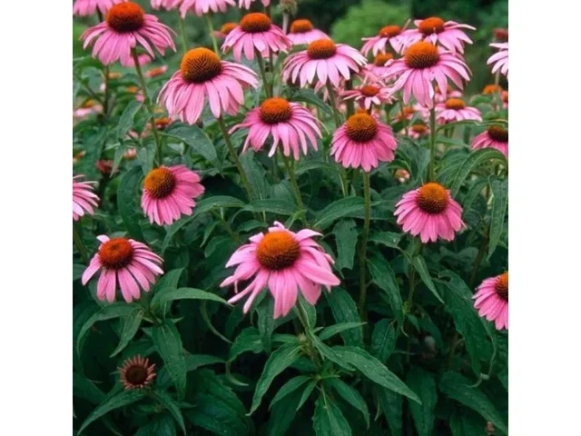 Echinacea Purpurea (zonnehoed) Echinacea Purpurea (zonnehoed)