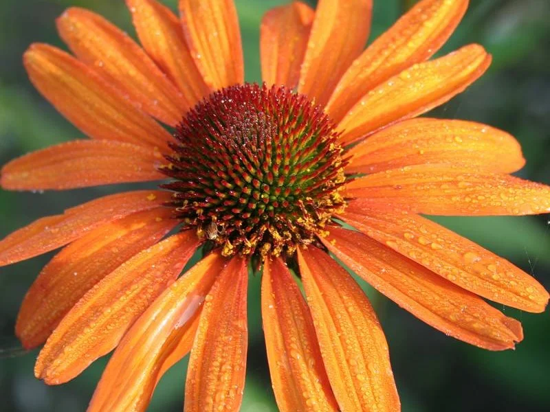 Echinacea Purpurea 'Tiki Torch' (Zonnehoed)