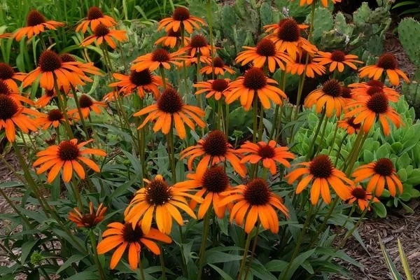 Echinacea Purpurea 'Tiki Torch' (Zonnehoed)-2