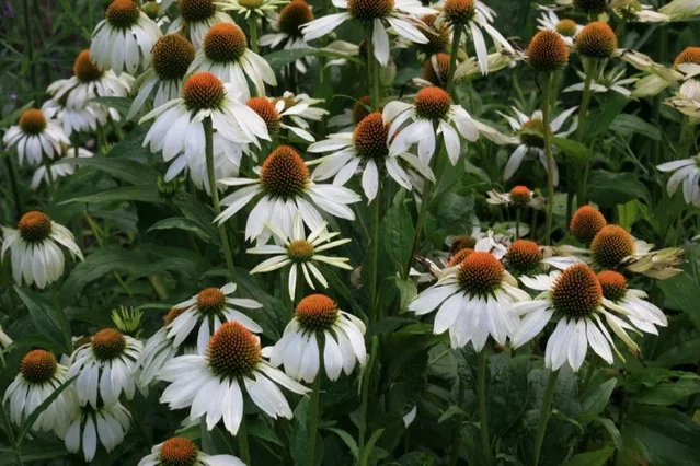 Echinacea Purpurea 'Alba' (Zonnehoed) Echinacea Purpurea 'Alba' (Zonnehoed)