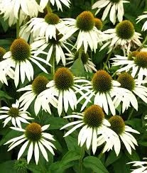 Echinacea Purpurea 'Alba' (Zonnehoed) Echinacea Purpurea 'Alba' (Zonnehoed)