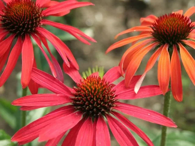 Echinacea Purpurea 'Hot Summer' (Zonnehoed) Echinacea Purpurea 'Hot Summer' (Zonnehoed)