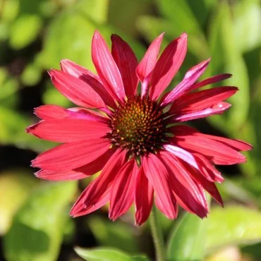 Echinacea Purpurea 'Hot Summer' (Zonnehoed) Echinacea Purpurea 'Hot Summer' (Zonnehoed)
