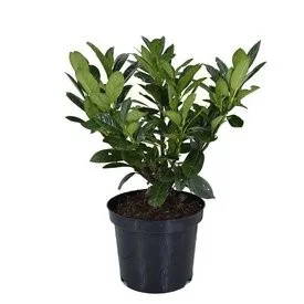 Prunus Laurier Mano (Laurierstruik)