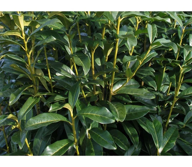 Prunus Laurier Genolia (Laurierstruik)-1