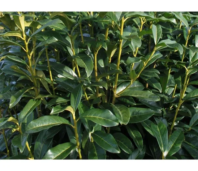 Prunus Laurocerasus Genolia Strauch (Kirschlorbeer) Prunus Laurocerasus Genolia Strauch (Kirschlorbeer)