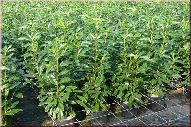 Prunus Laurier Genolia (Laurierstruik)-2