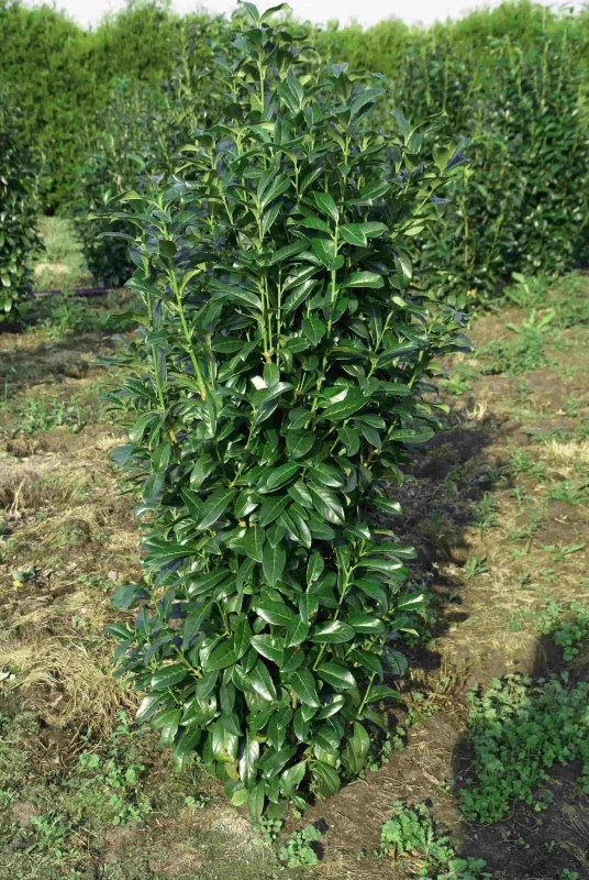 Prunus Laurier Genolia (Laurierstruik)-3