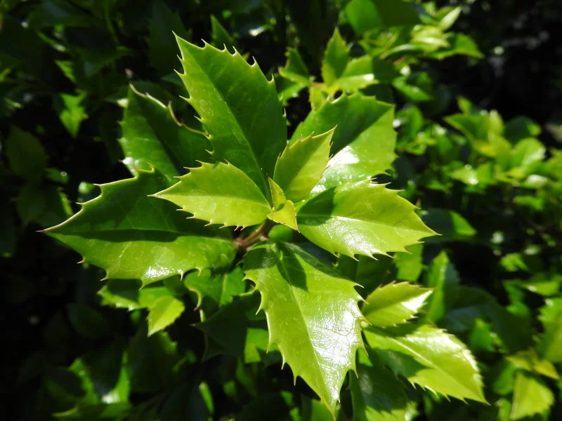 Ilex Meserveae Heckenstar (Hulst)