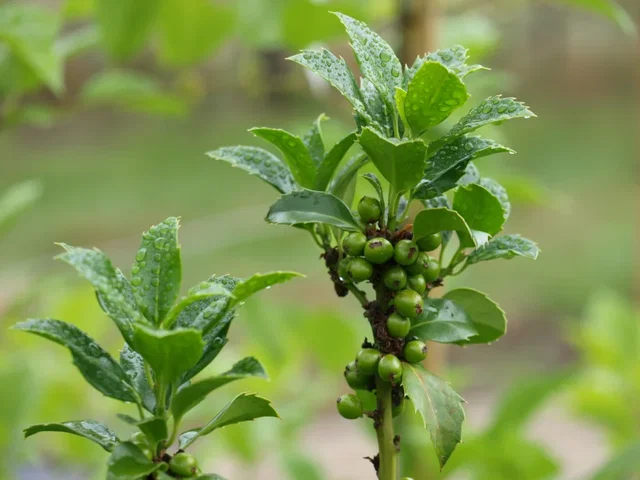 Ilex Meserveae Heckenfee (Stechpalme)