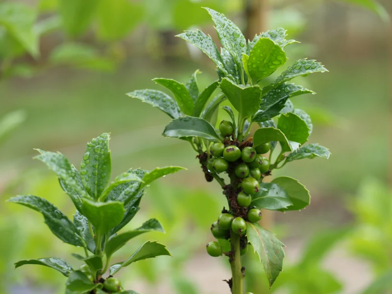 Ilex Meserveae Heckenfee (Hulst)