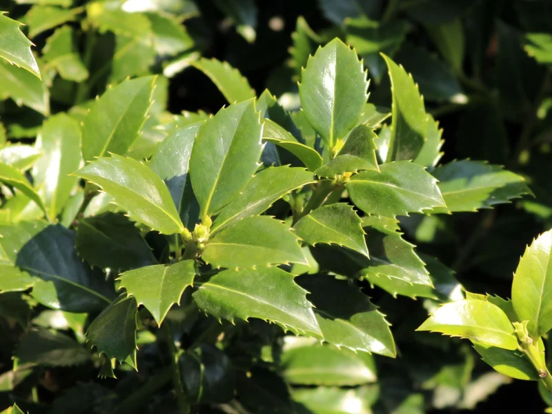 Ilex Meserveae Heckenfee (Hulst)-2