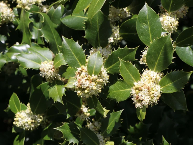 Ilex Meserveae Heckenpracht (Hulst)
