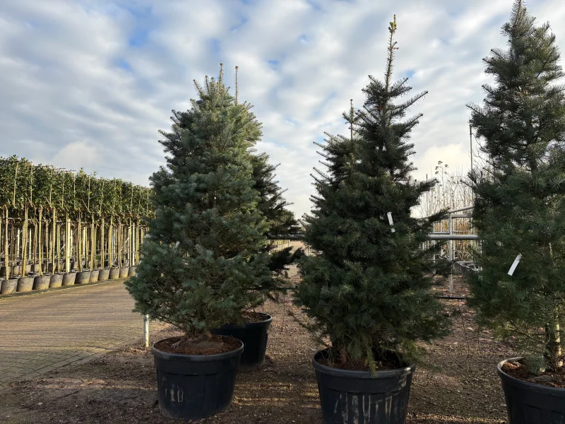 Abies Concolor (Zilverspar)