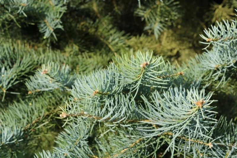 Abies Concolor (Zilverspar)-2
