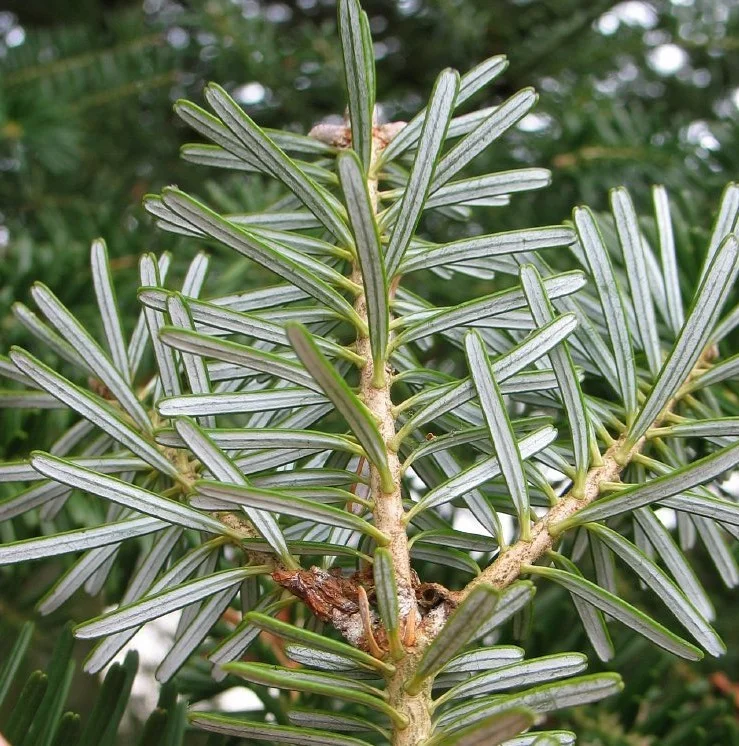Abies Koreana (Koreaanse Spar)-1