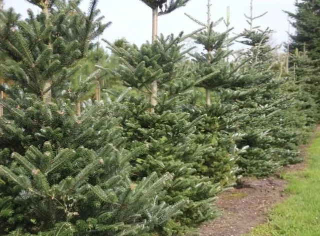 Abies Koreana (Koreatanne)