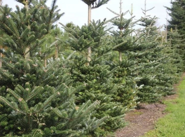 Abies Koreana (Koreaanse Spar)