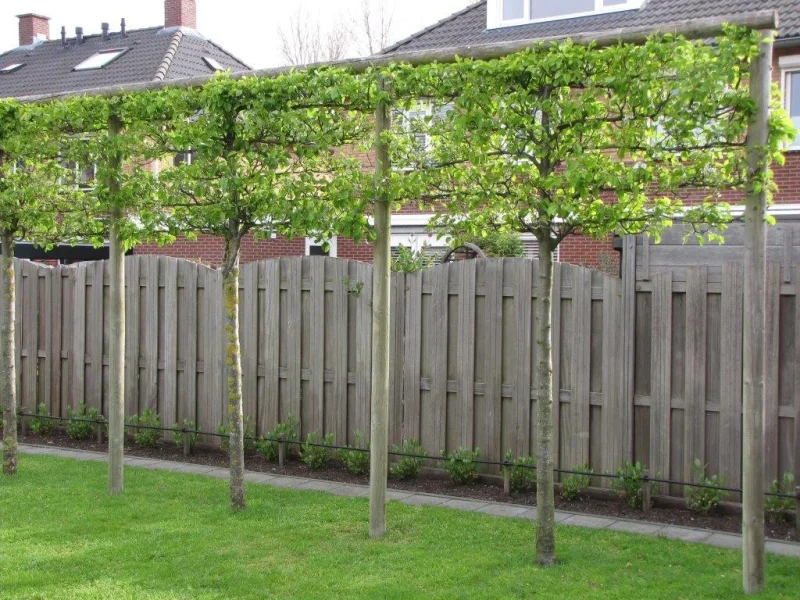 Pyrus calleryana Chanticleer Leiboom (Leisierpeer)