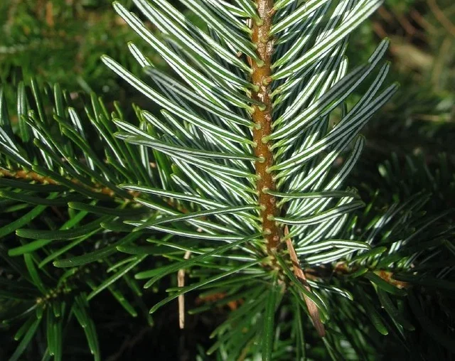 Abies Nordmanniana (Nordmanntanne)