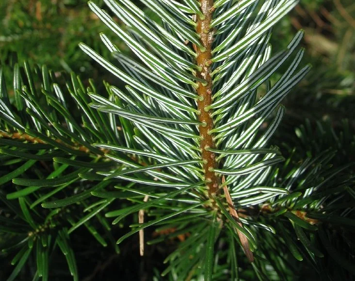 Abies Nordmanniana (Nordmannspar)