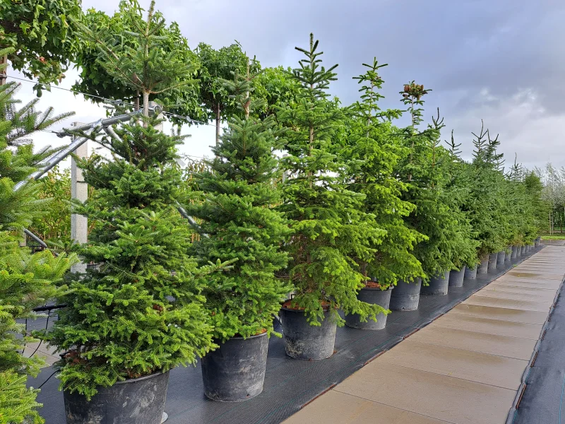 Abies Nordmanniana (Nordmannspar)