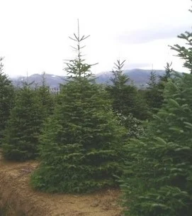 Abies Nordmanniana (Nordmannspar)-3