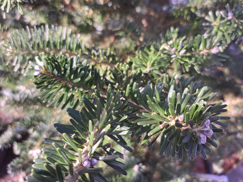 Abies Nordmanniana (Nordmannspar)-4